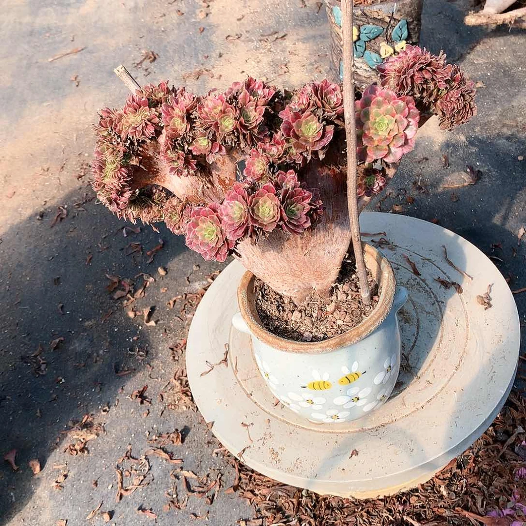 红腹轮朵朵脱土发货