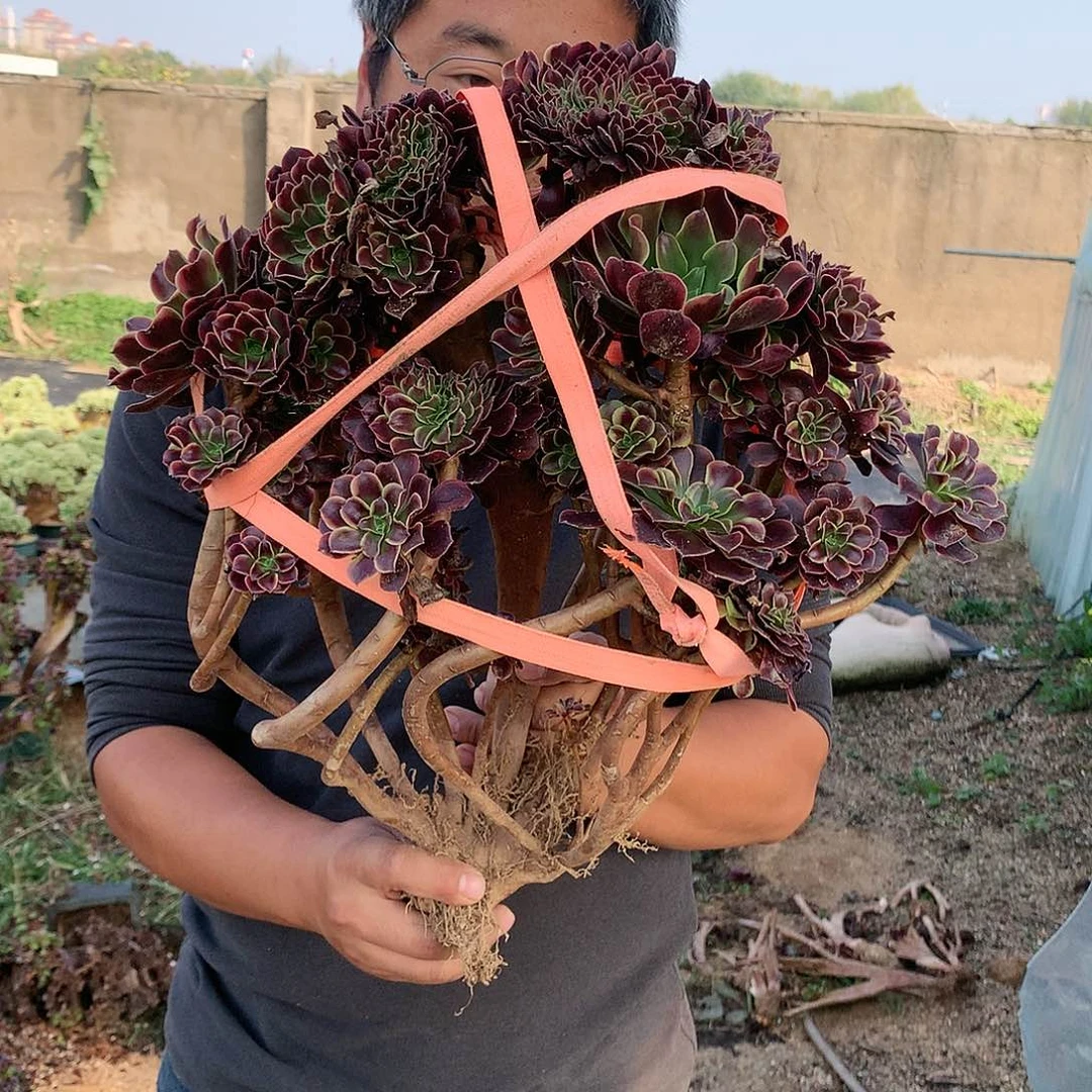 欧嘉莉朵朵脱土发货