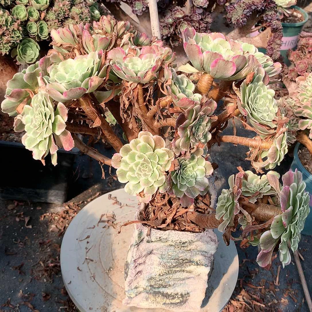 碧浪朵朵脱土发货