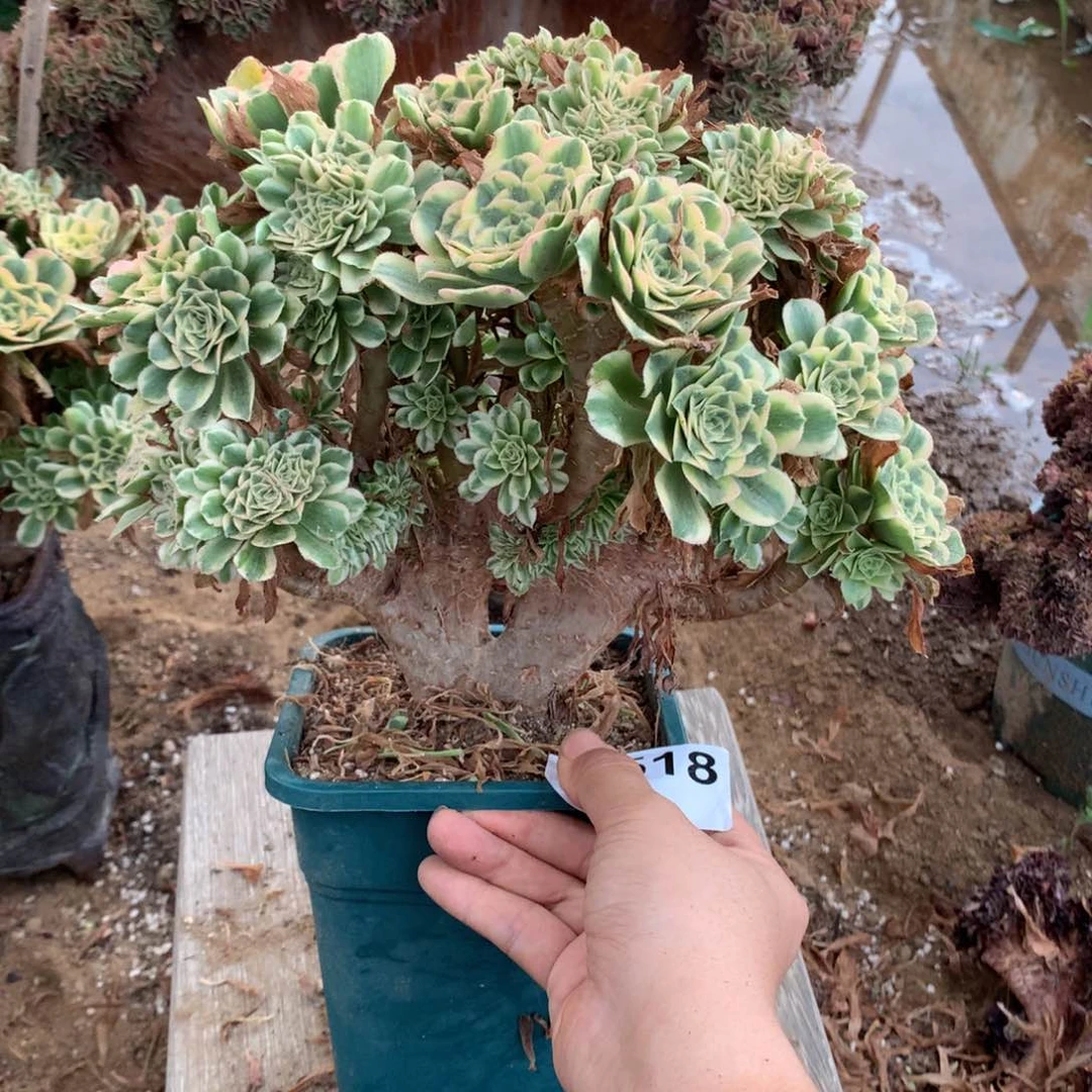 518号碧玉朵朵脱土发货