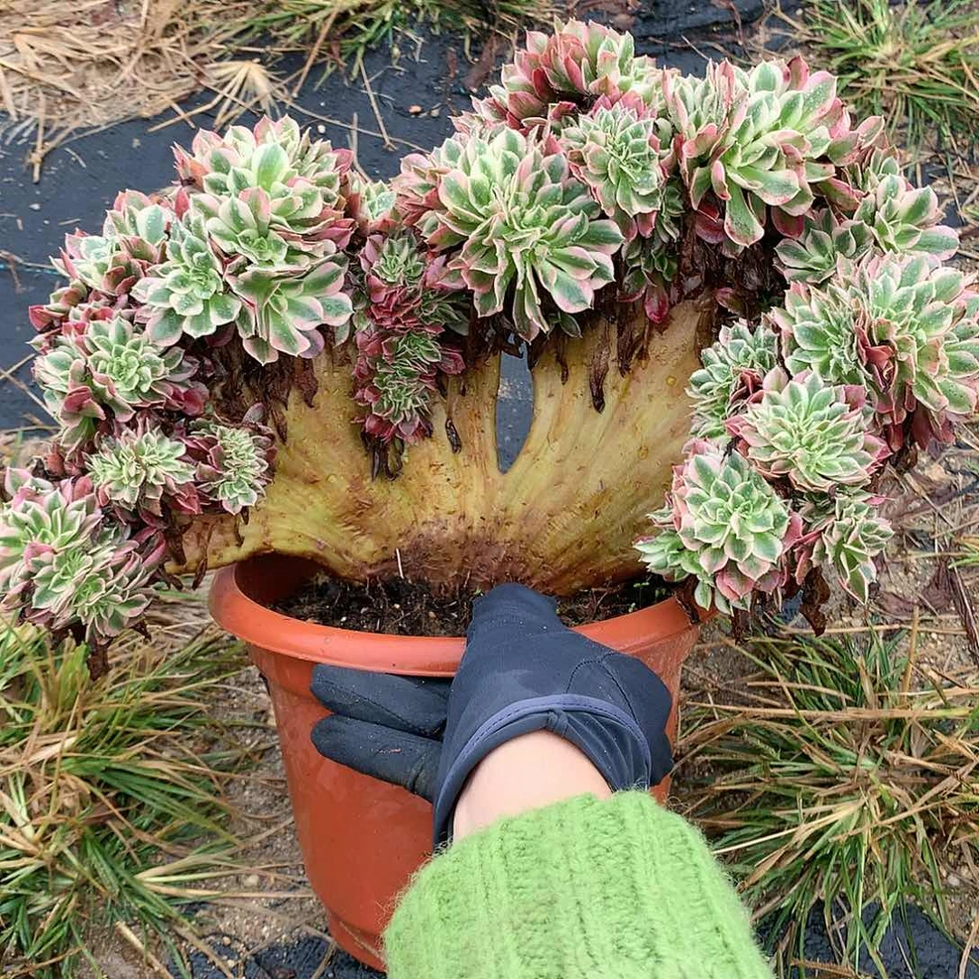 粉女巫朵朵脱土发货