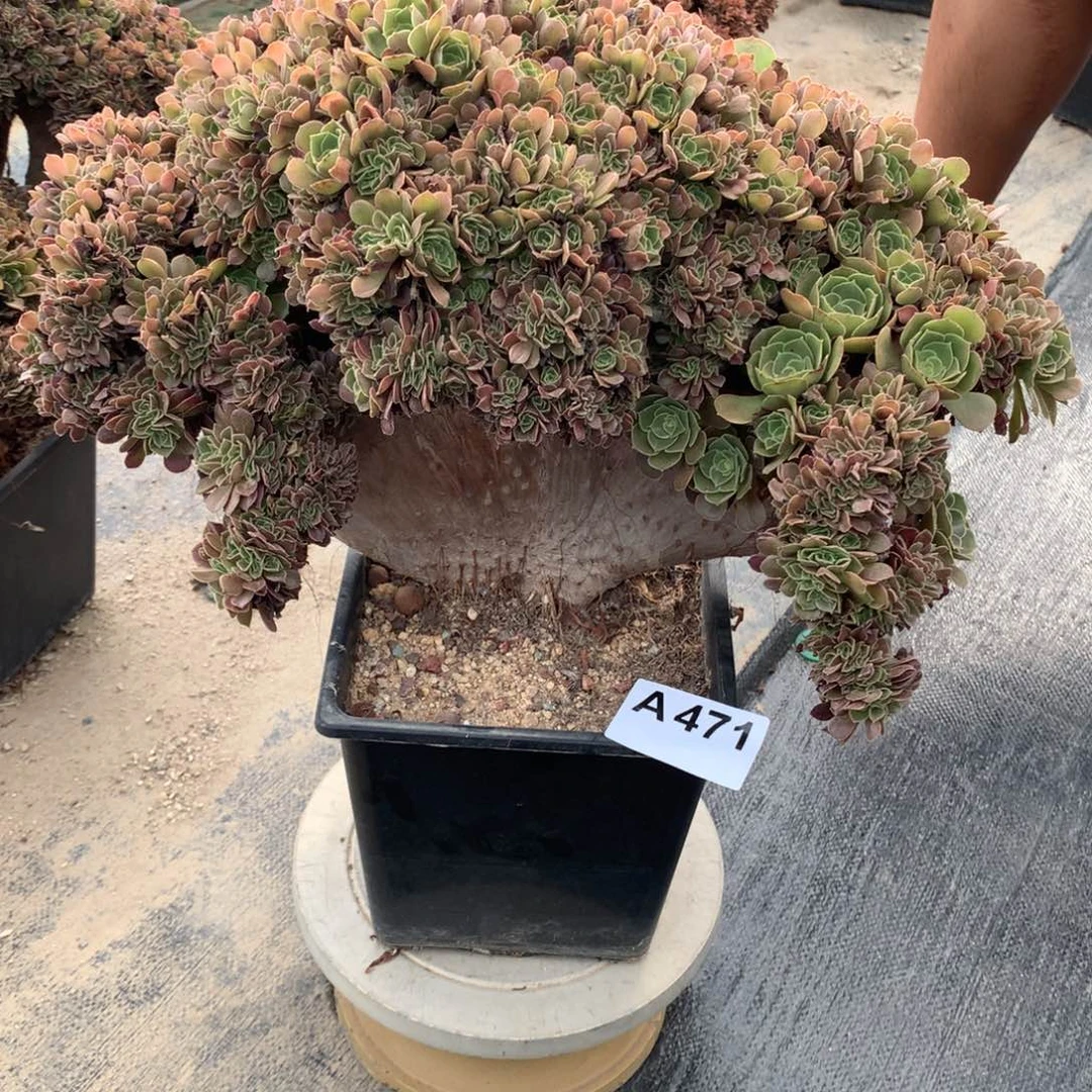 471号玫瑰朵朵脱土不带盆
