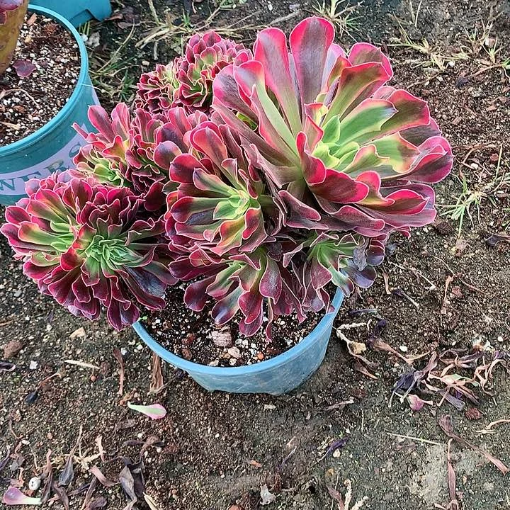 美杜莎脱土发货啊