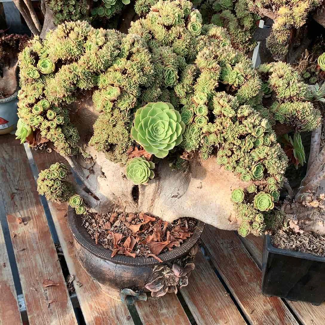 万朵朵脱土发货啊