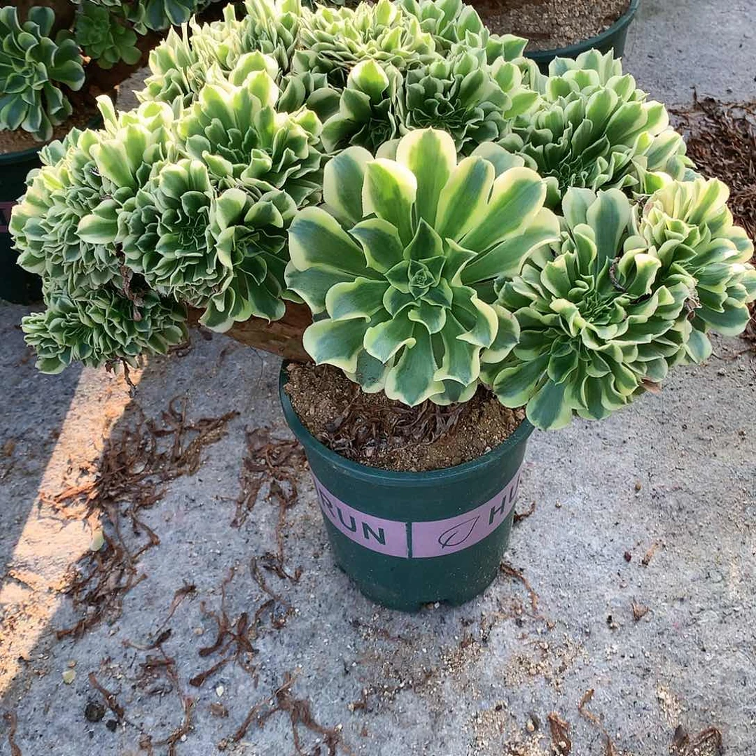 绿豆沙朵朵脱土发货