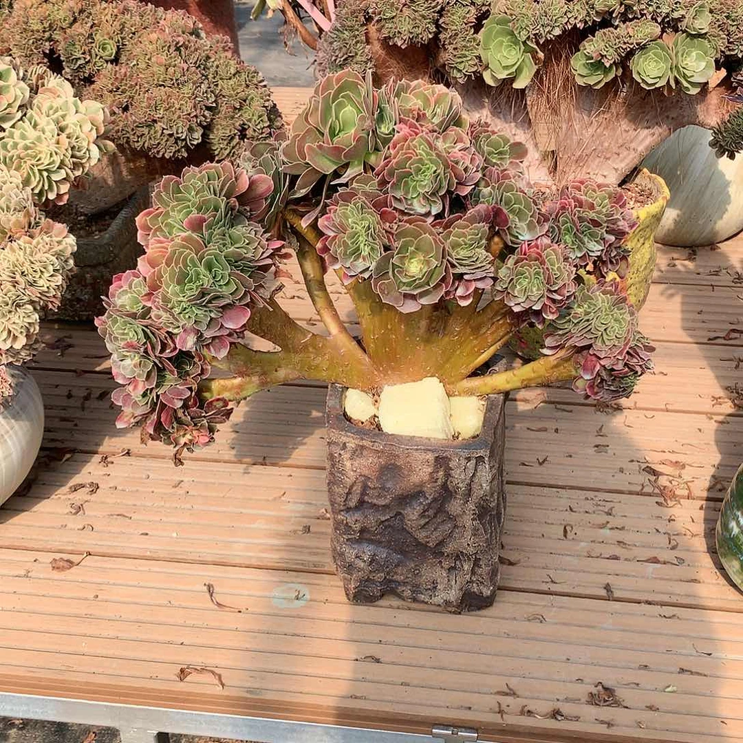 香妃朵朵脱土发货啊