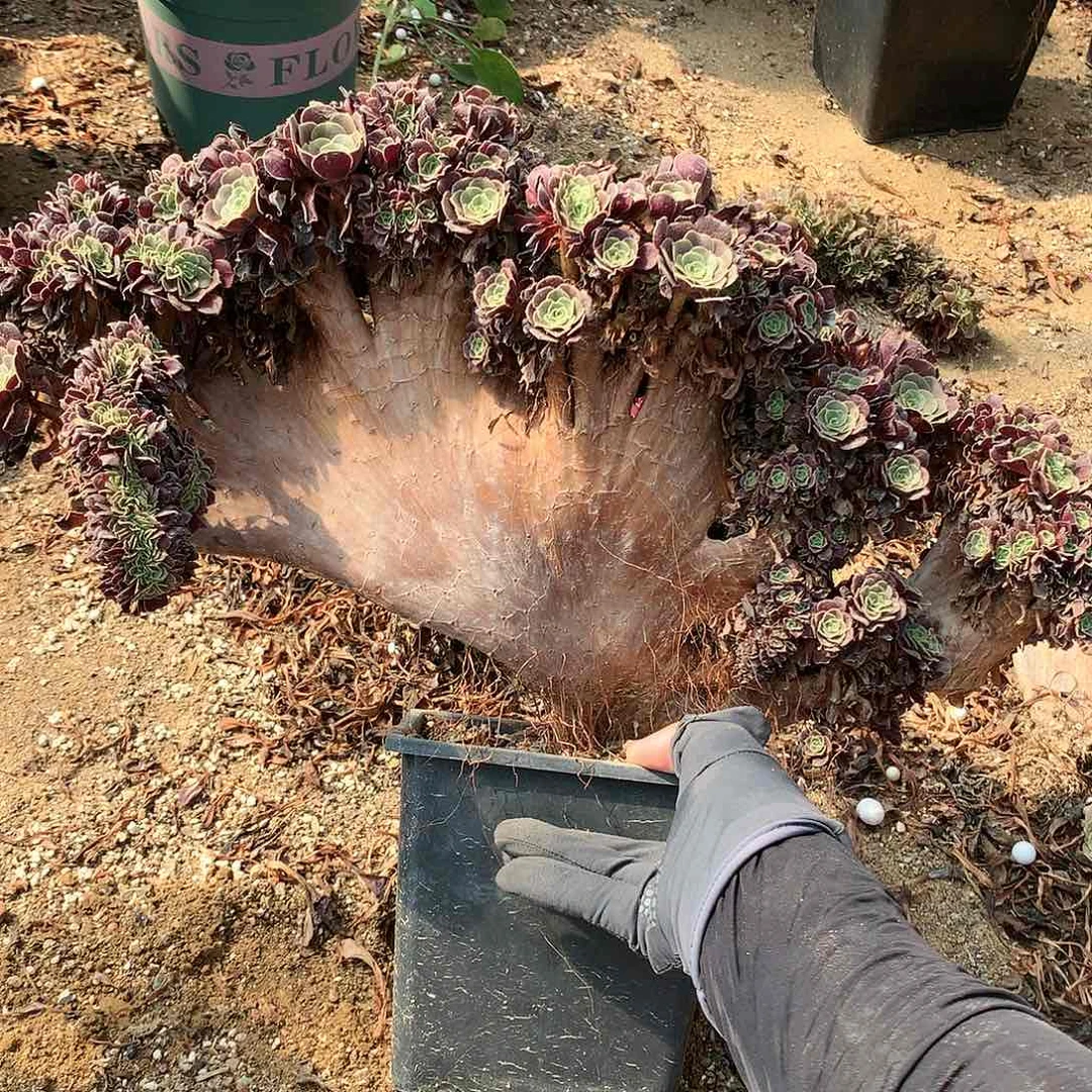 欧朵朵脱土发货啊