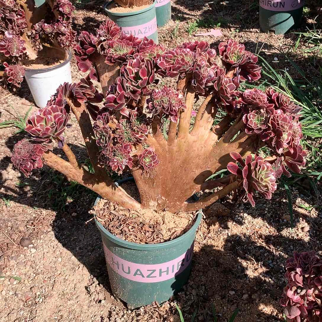 欧嘉莉缀化脱土发货