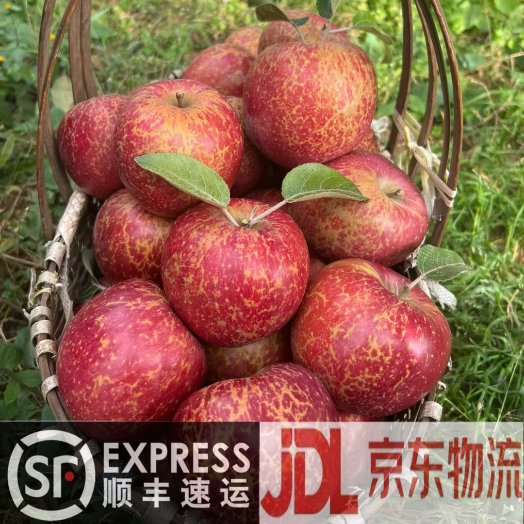 【顺丰京东上门】大凉山高原露天丑苹果现摘脆甜爽口新鲜酥脆4.5斤