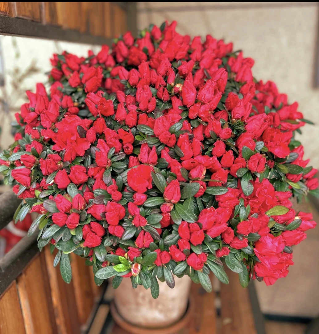比利时红宝石杜鹃花杨梅红带花苞四季开花庭院地栽家居花卉吸甲醛