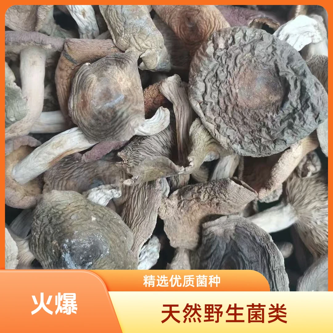 农家梨菇青面菇蘑菇特产干货梨菇净重