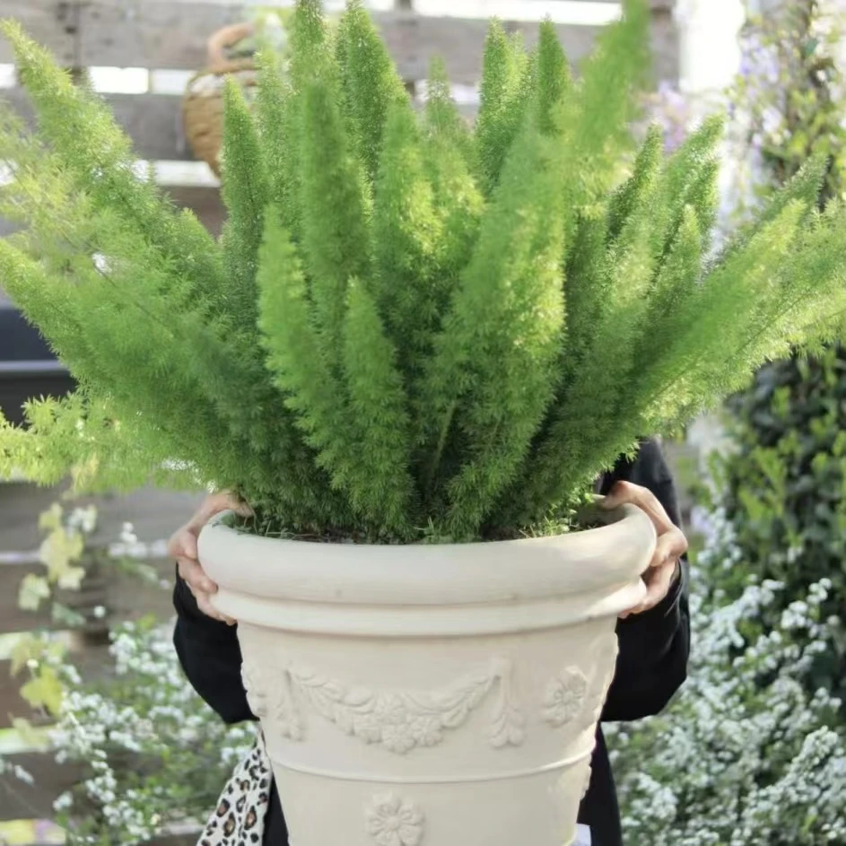 [狐尾天门冬]多年生四季常青高端盆栽绿植造景