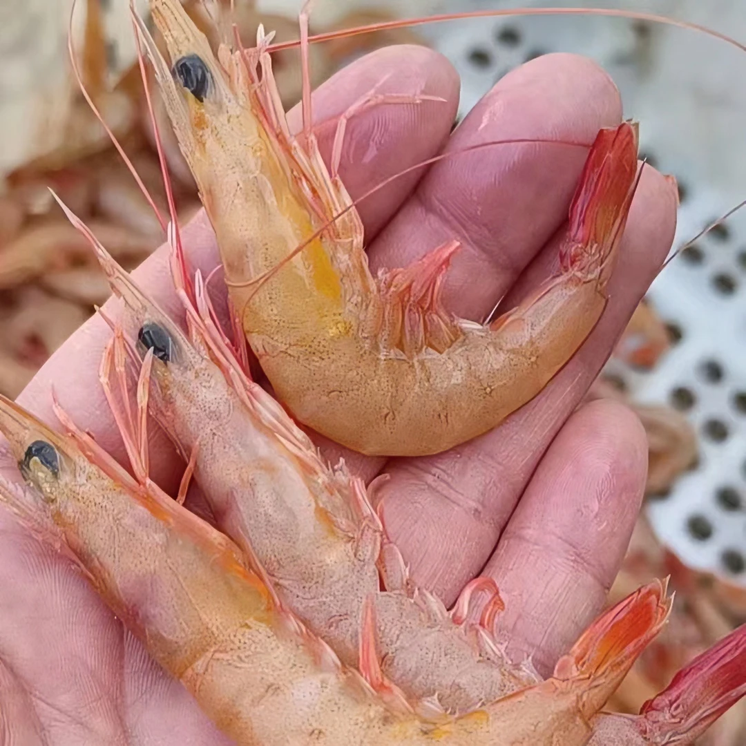 青岛野生海捕红箭虾，白冲虾，深水砺虾
