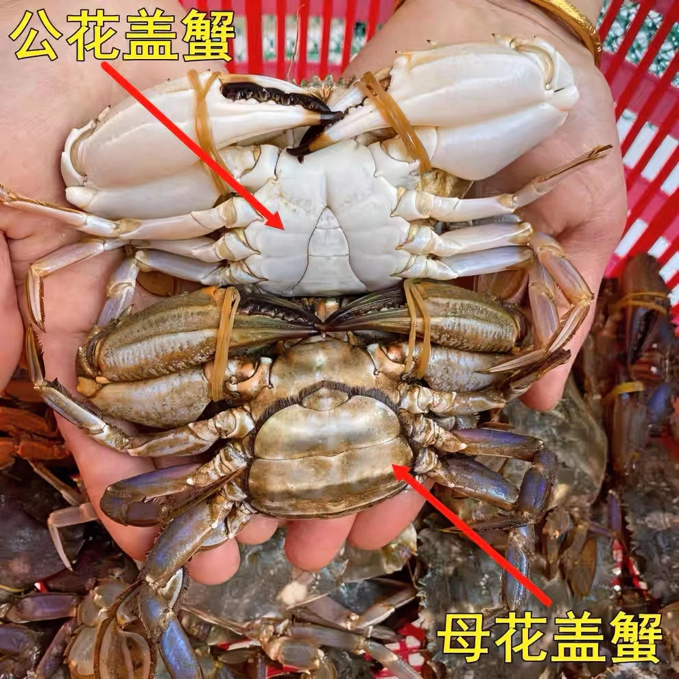 莱州花盖蟹石头蟹4-5个/斤2斤起售青岛发货【保鲜不保活】