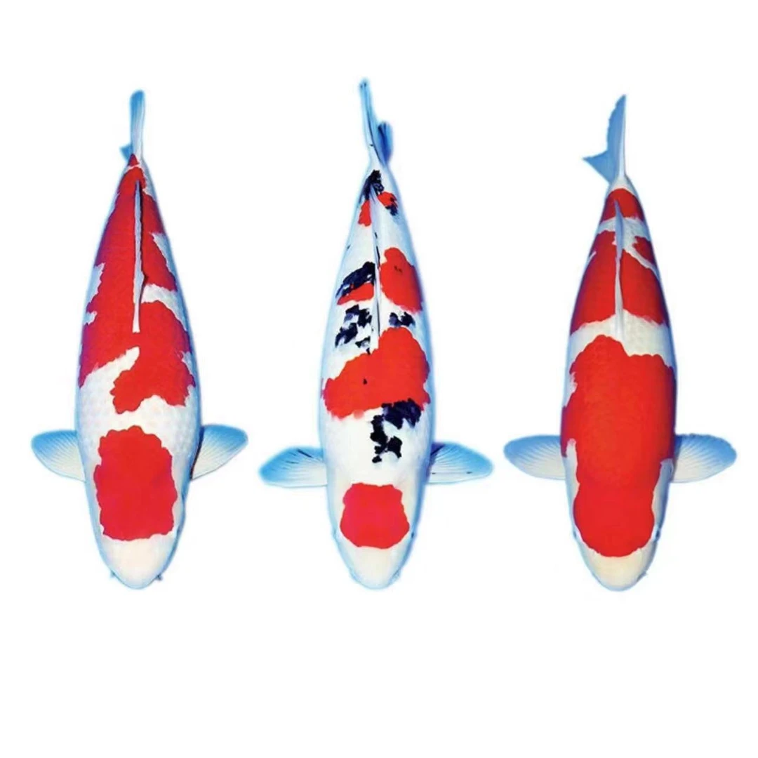 包邮包活，精品红白大正昭和各种锦鲤