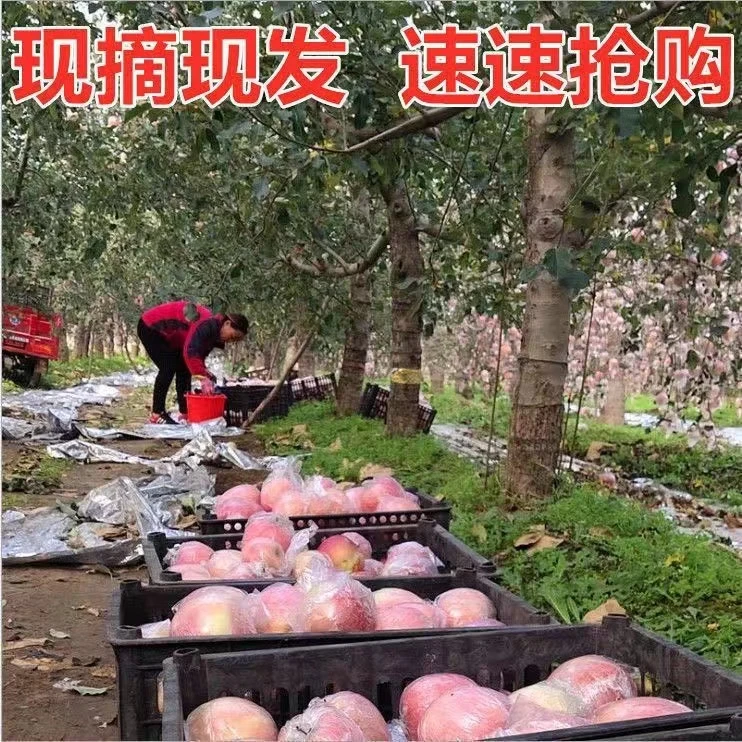 苹果好吃的大苹果