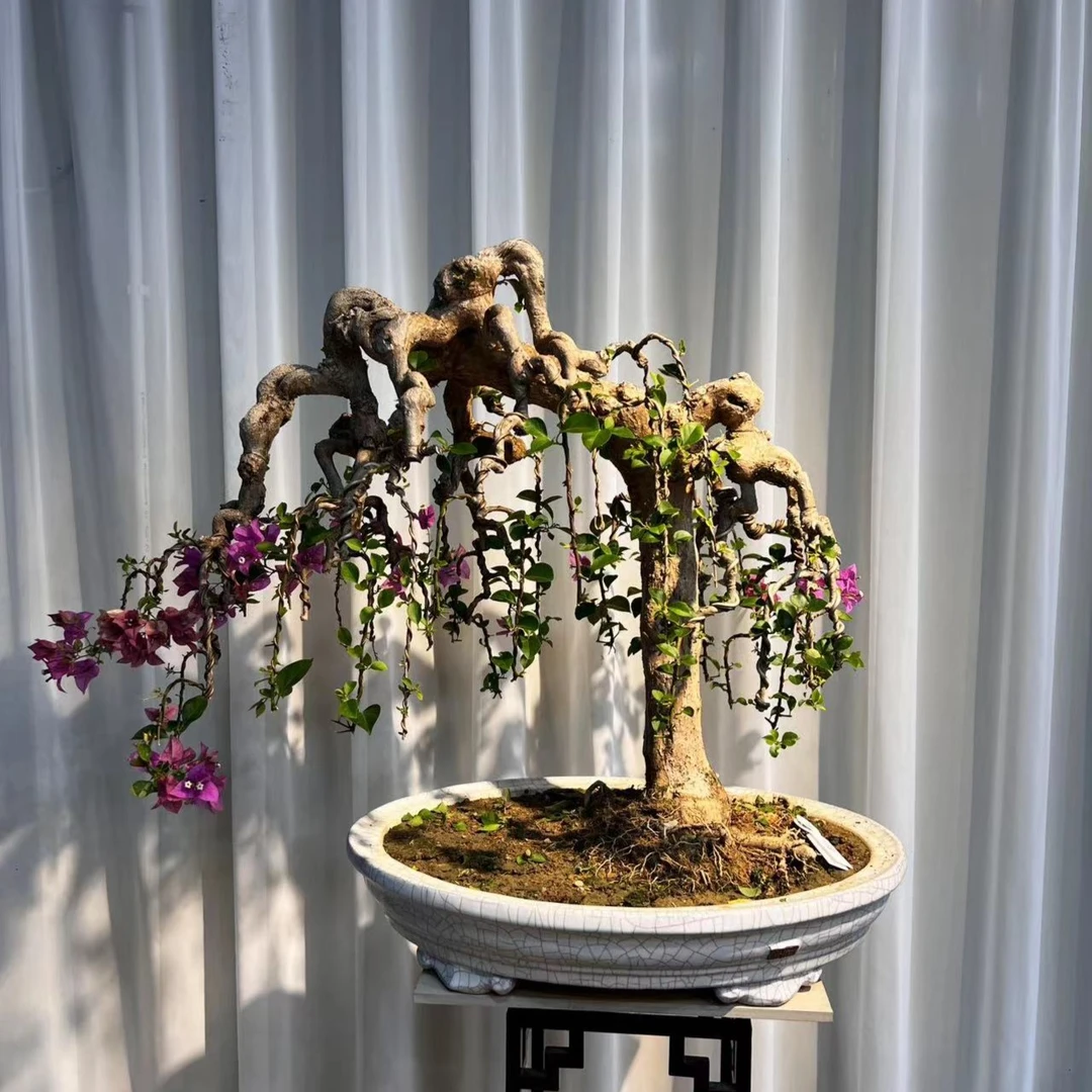 三角梅盆景好养易活 室内室外植物 一物一拍