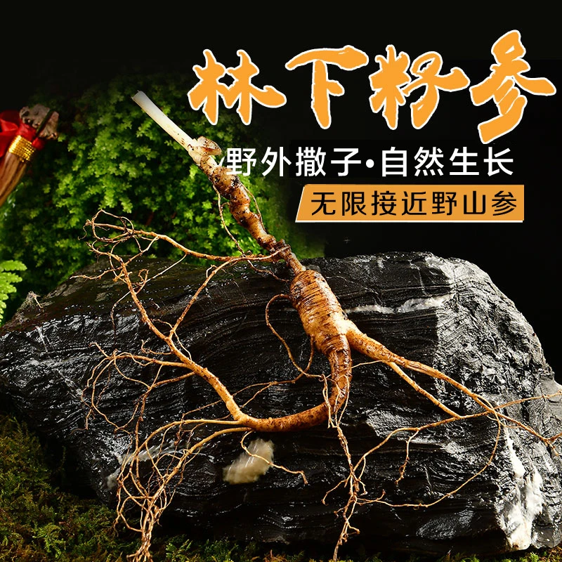 长白山生林下参 人参山参新鲜人参带土人参东北林下参籽货