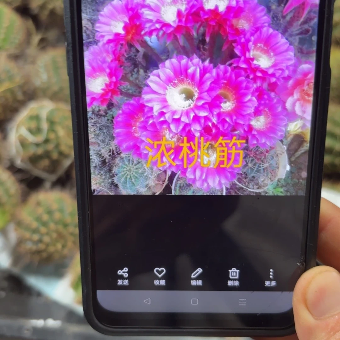 浓桃筋彩/20包邮仙人球5