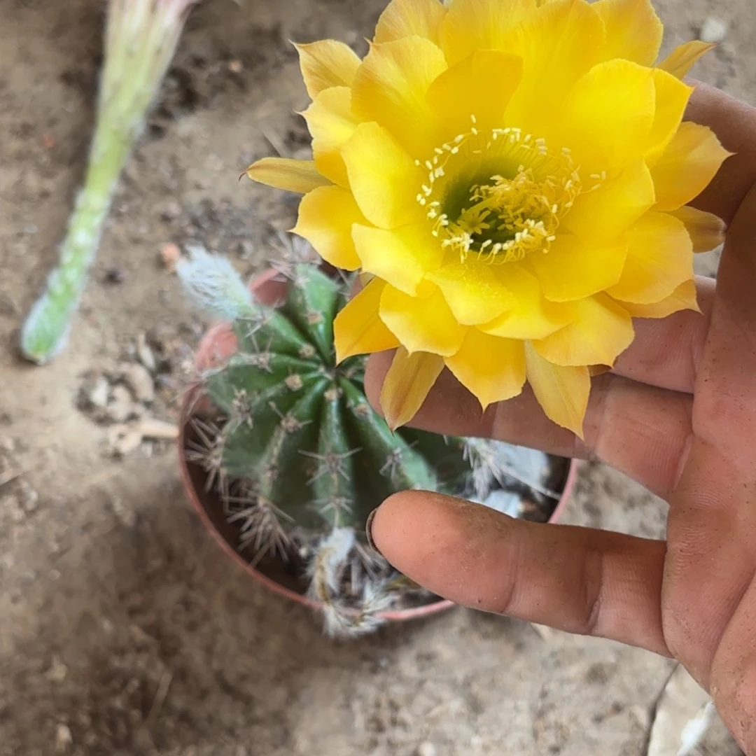 266 实生仙人球20包邮脱花脱土