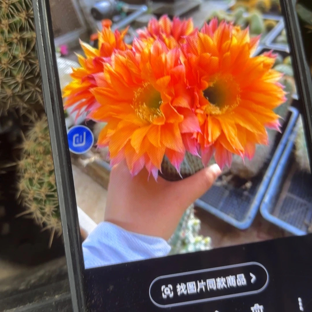 昨日重线彩//20包邮仙人球37