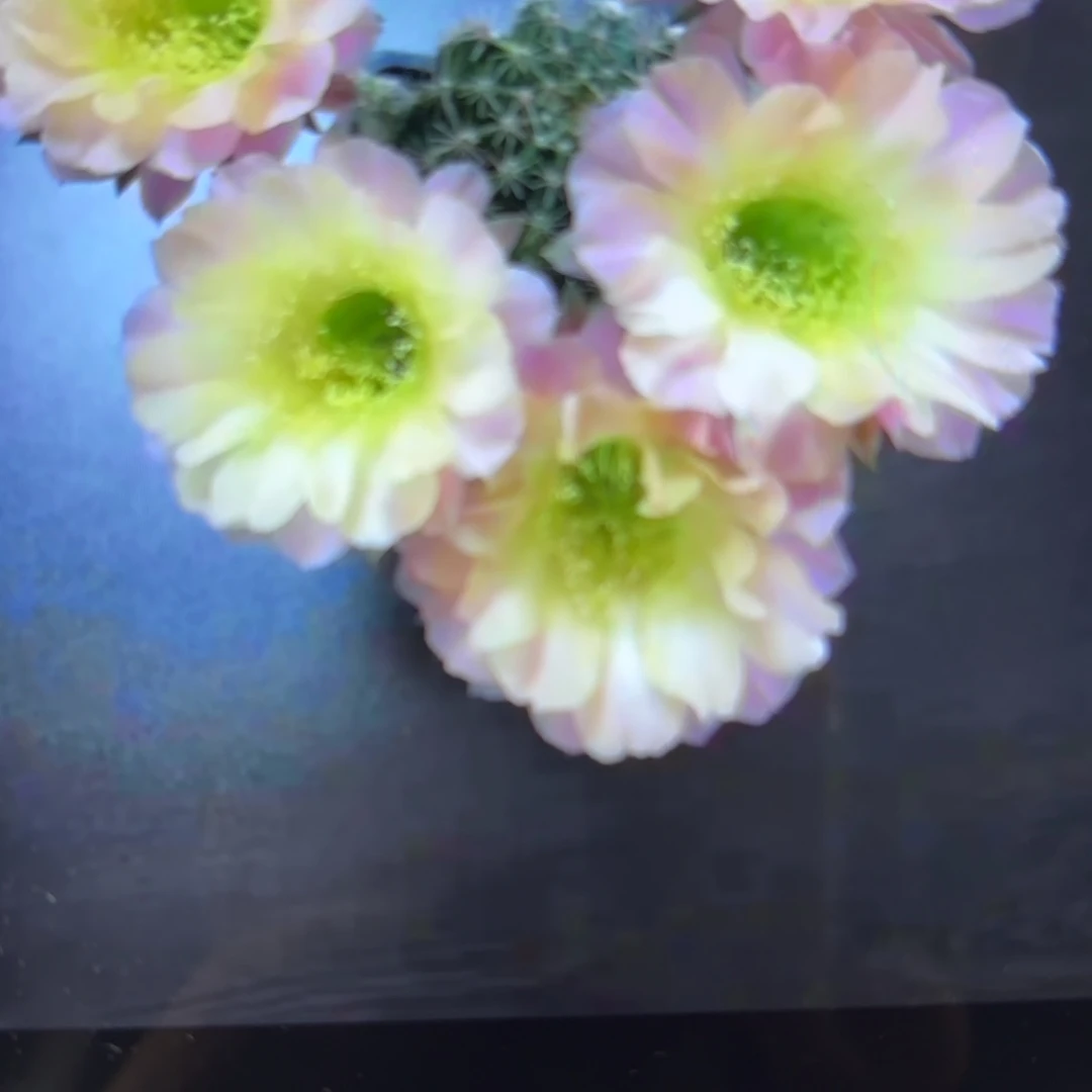 水蜜桃彩//20包邮仙人球24