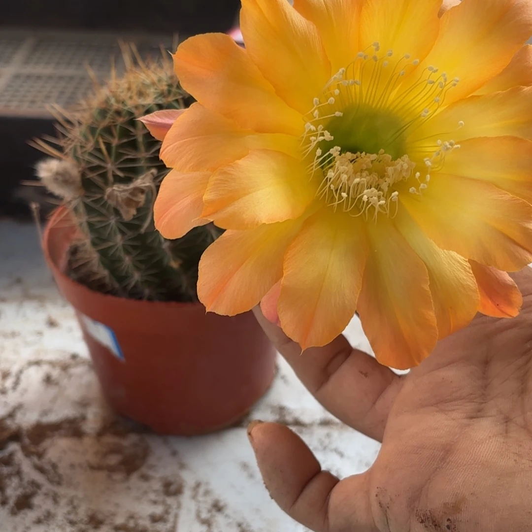 192 号摘花脱土20包邮