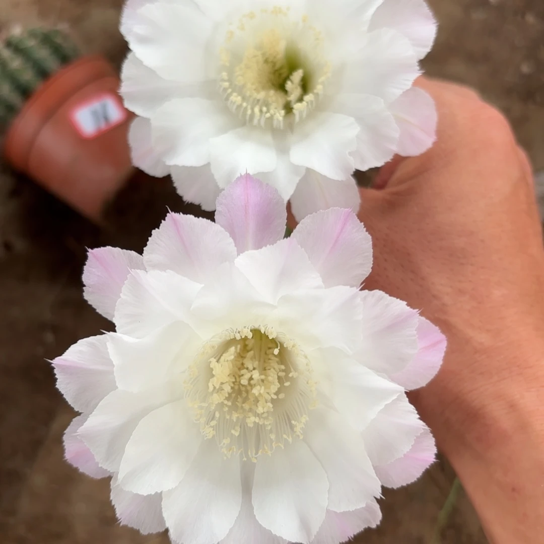 17 实生球脱花脱土