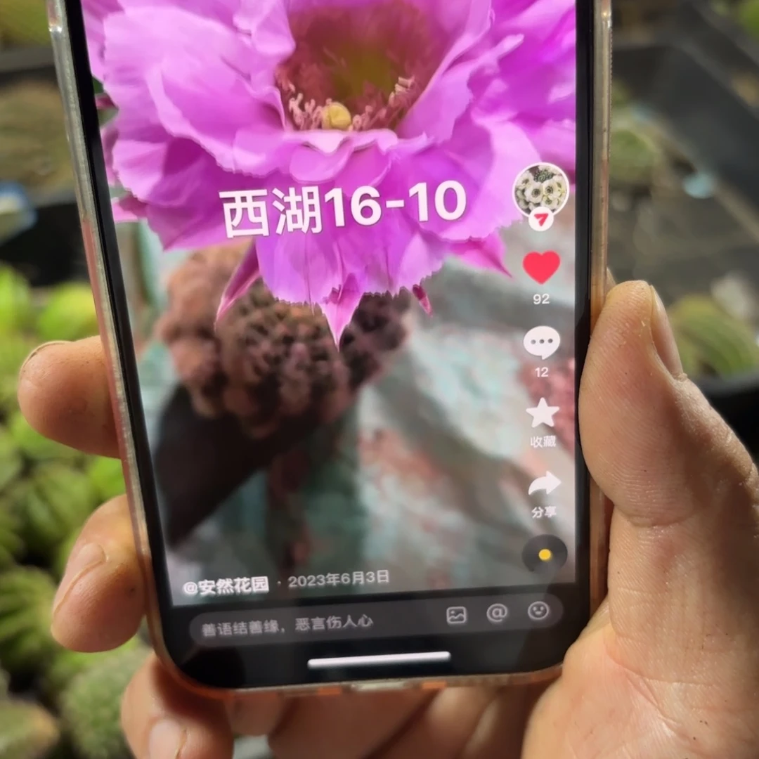 16-10彩20包邮仙人球52