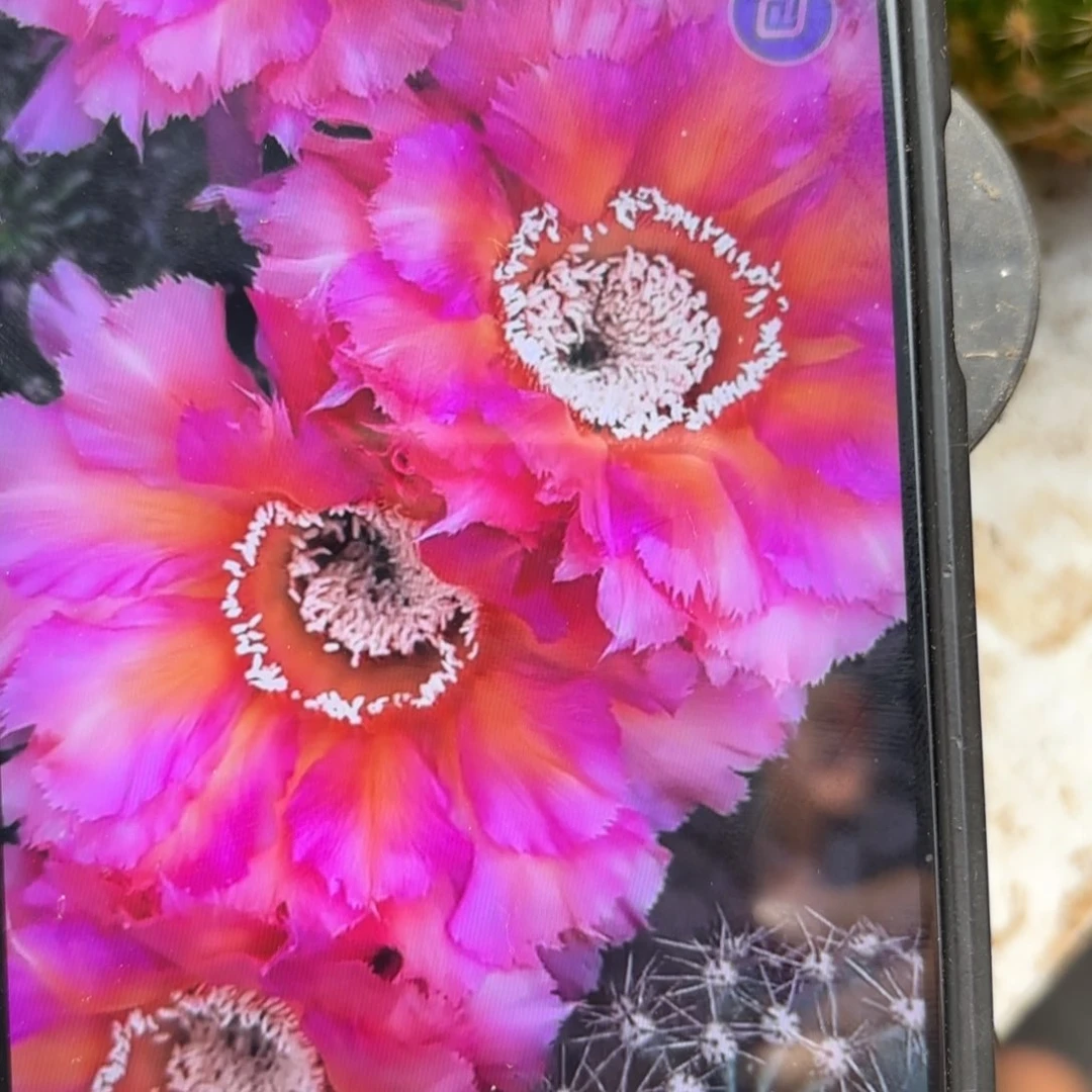 彩云彩//20包邮仙人球0