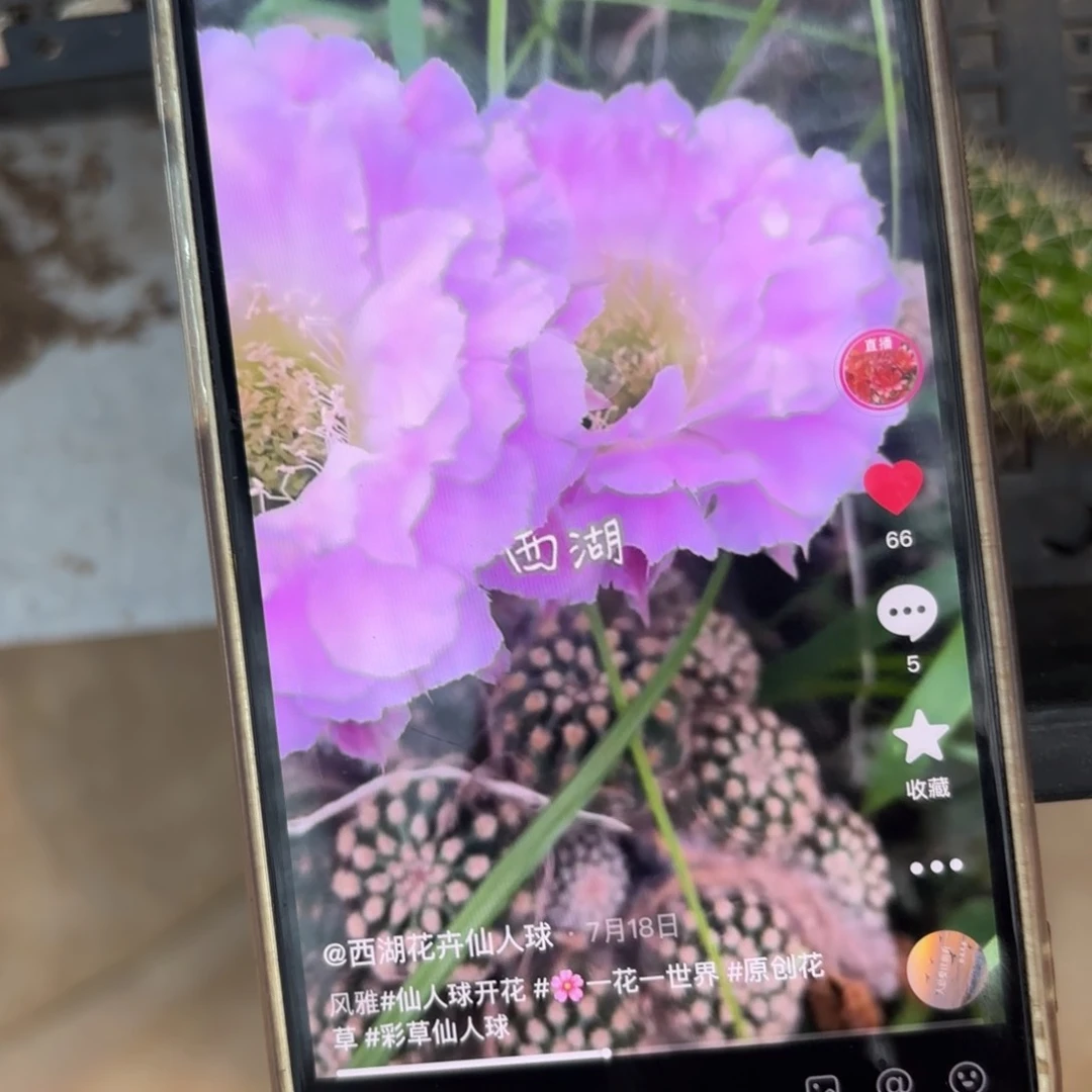 风雅彩/侧牙歪20包邮5公分左右40