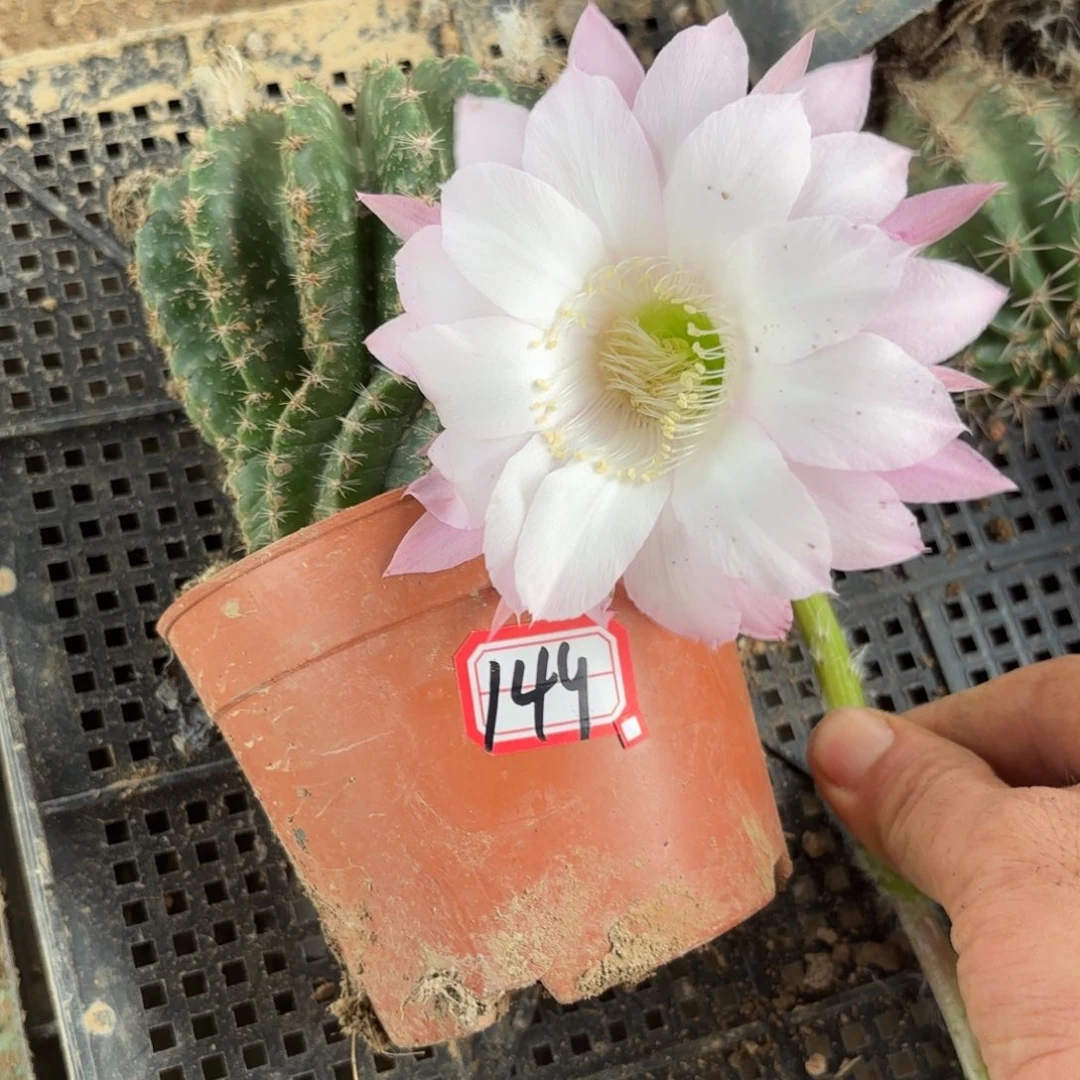 149 实生球20包邮脱花脱土