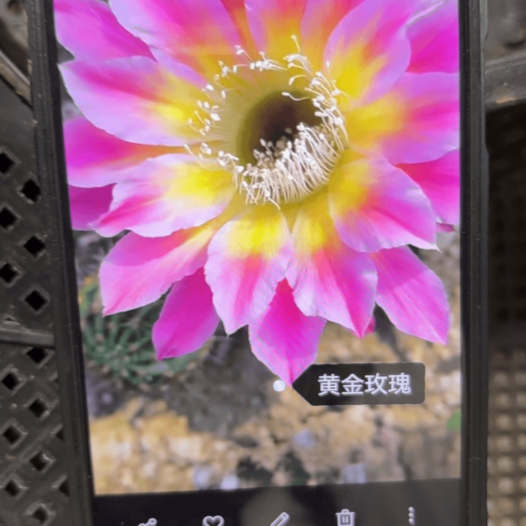 黄金玫瑰20包邮仙人球38