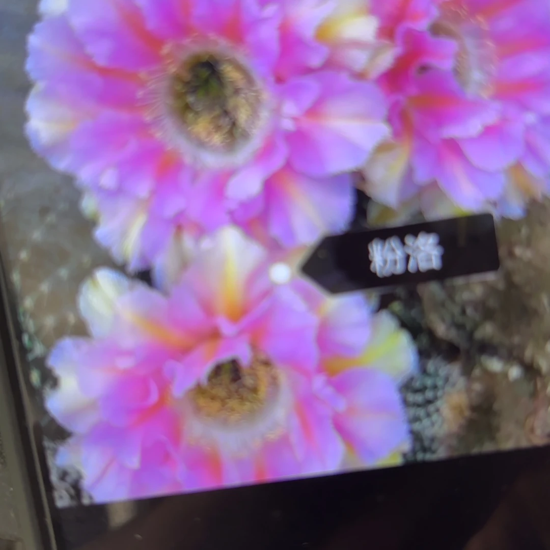 粉洛彩/侧牙歪20包邮5公分左右仙人球49