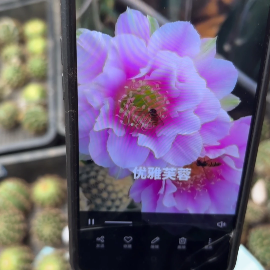 优雅芙蓉丽花/20包邮仙人球19