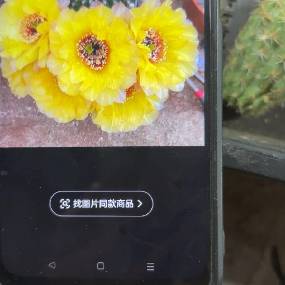 黄花黑喉/20包邮/仙人球19