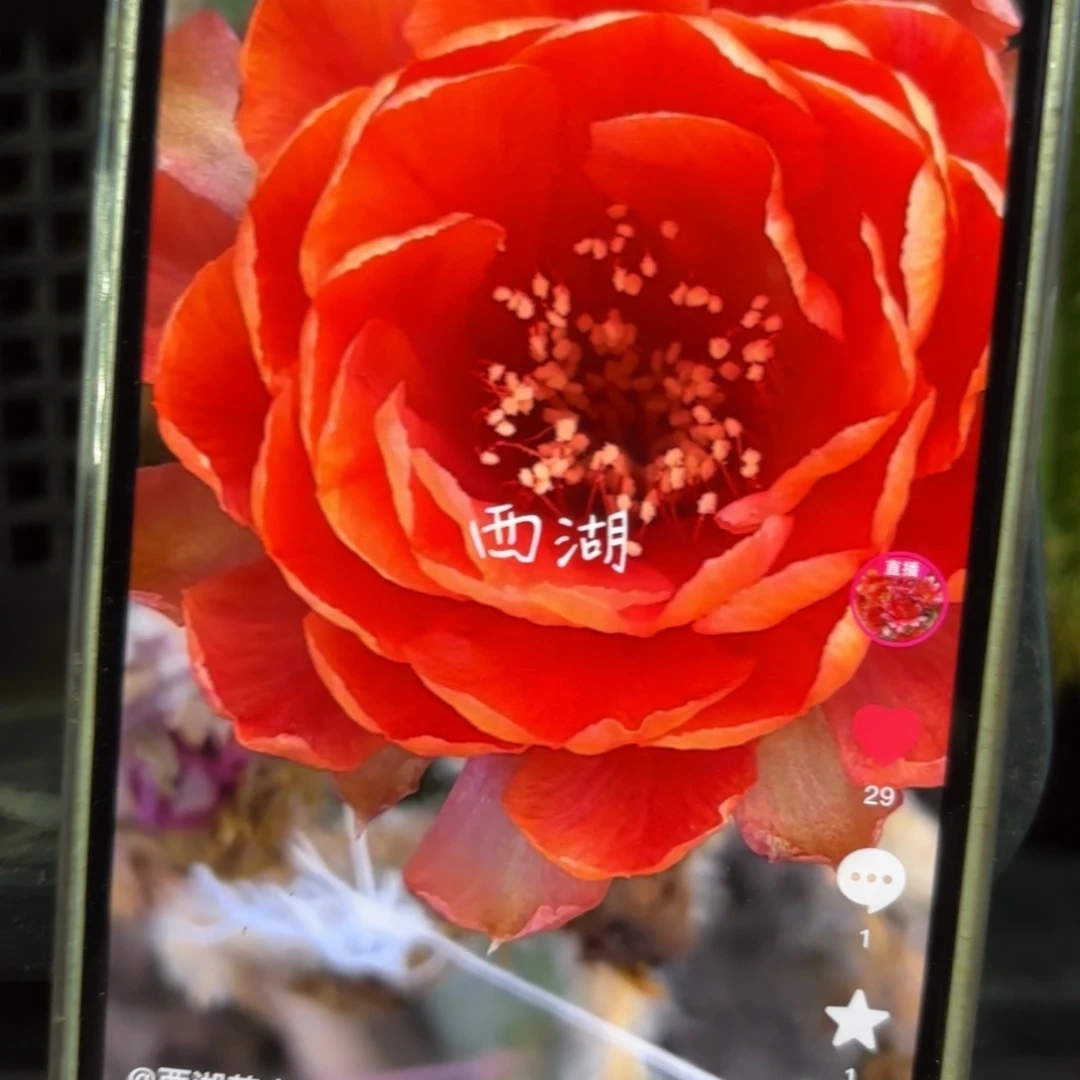 橙牡丹瑕侧牙歪29包邮3公分左右24