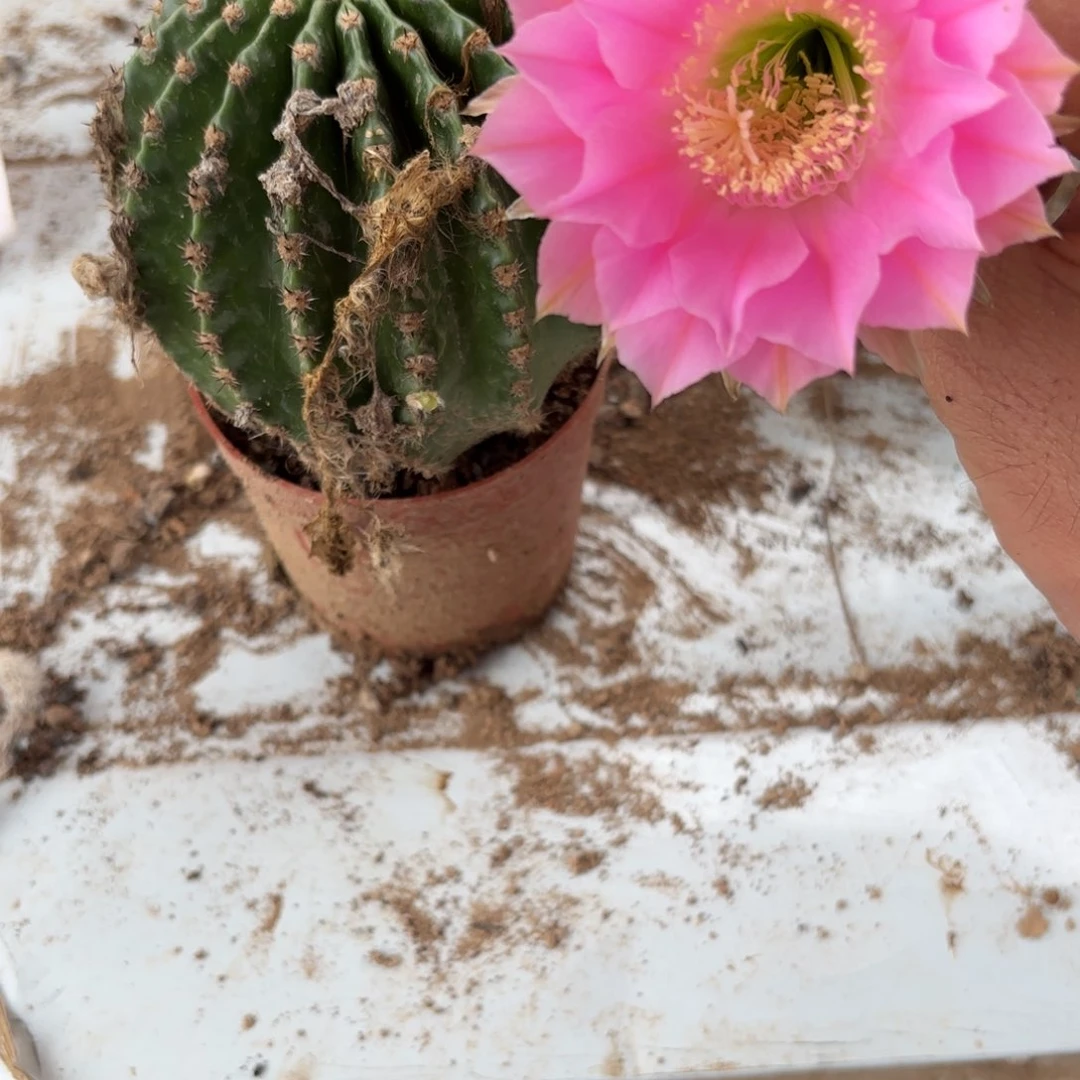 7 实生球20包邮脱花脱土