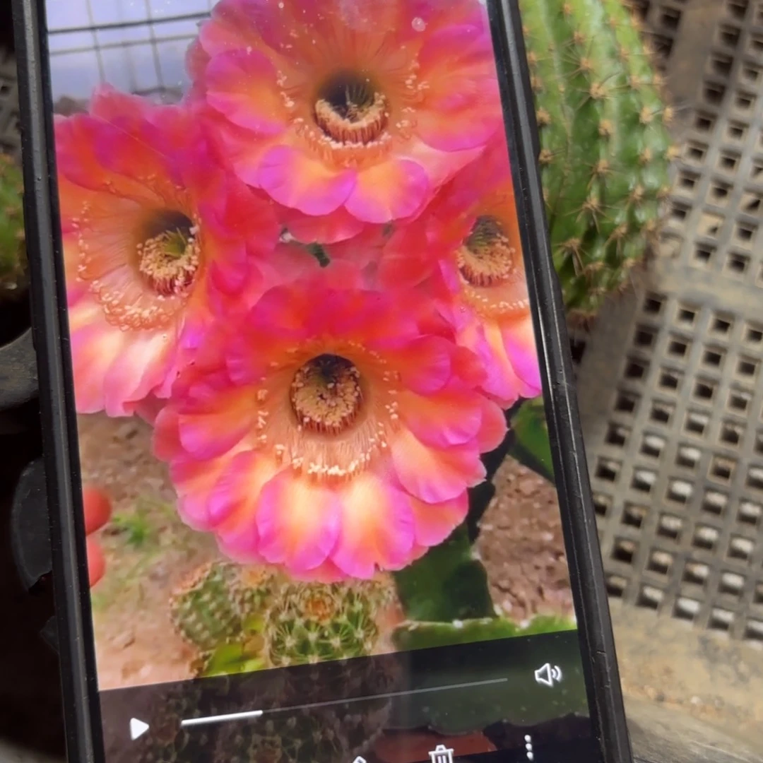 丽耀彩//20包邮仙人球51