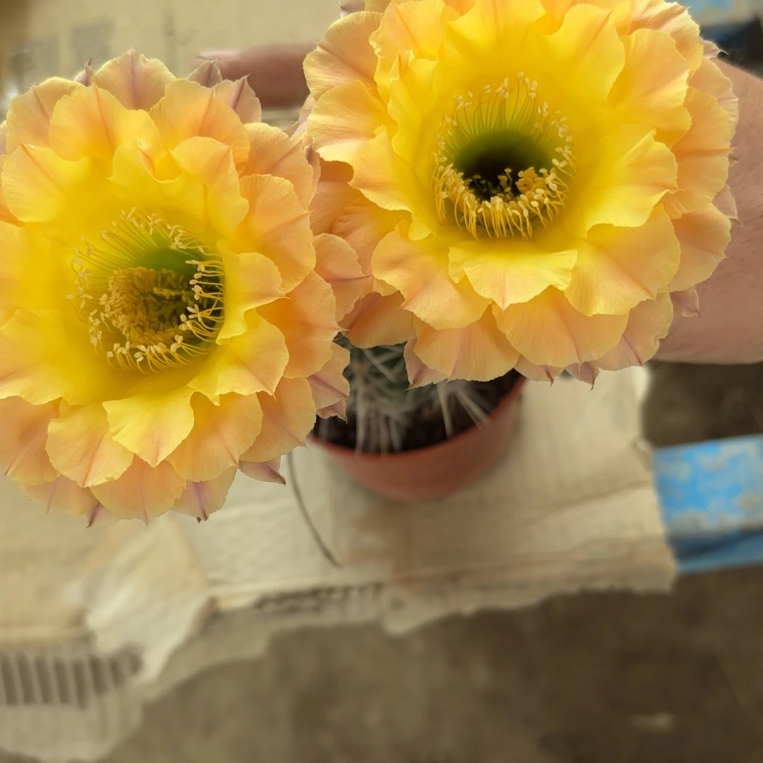 37 实生球脱花脱土