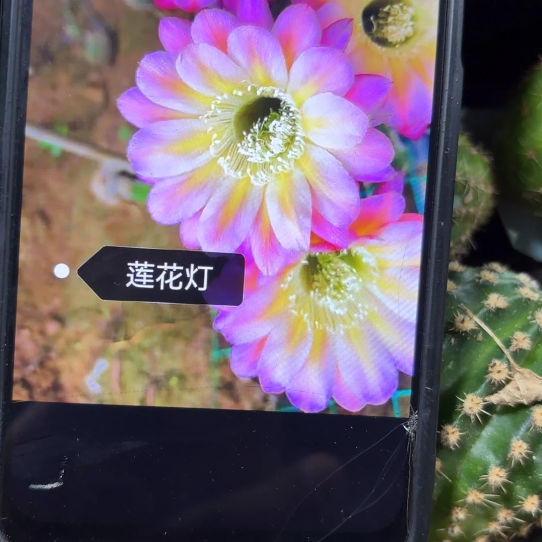 莲花灯彩/20包邮仙人球29