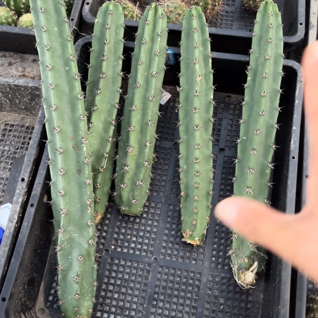 袖普6颗20包邮仙人球