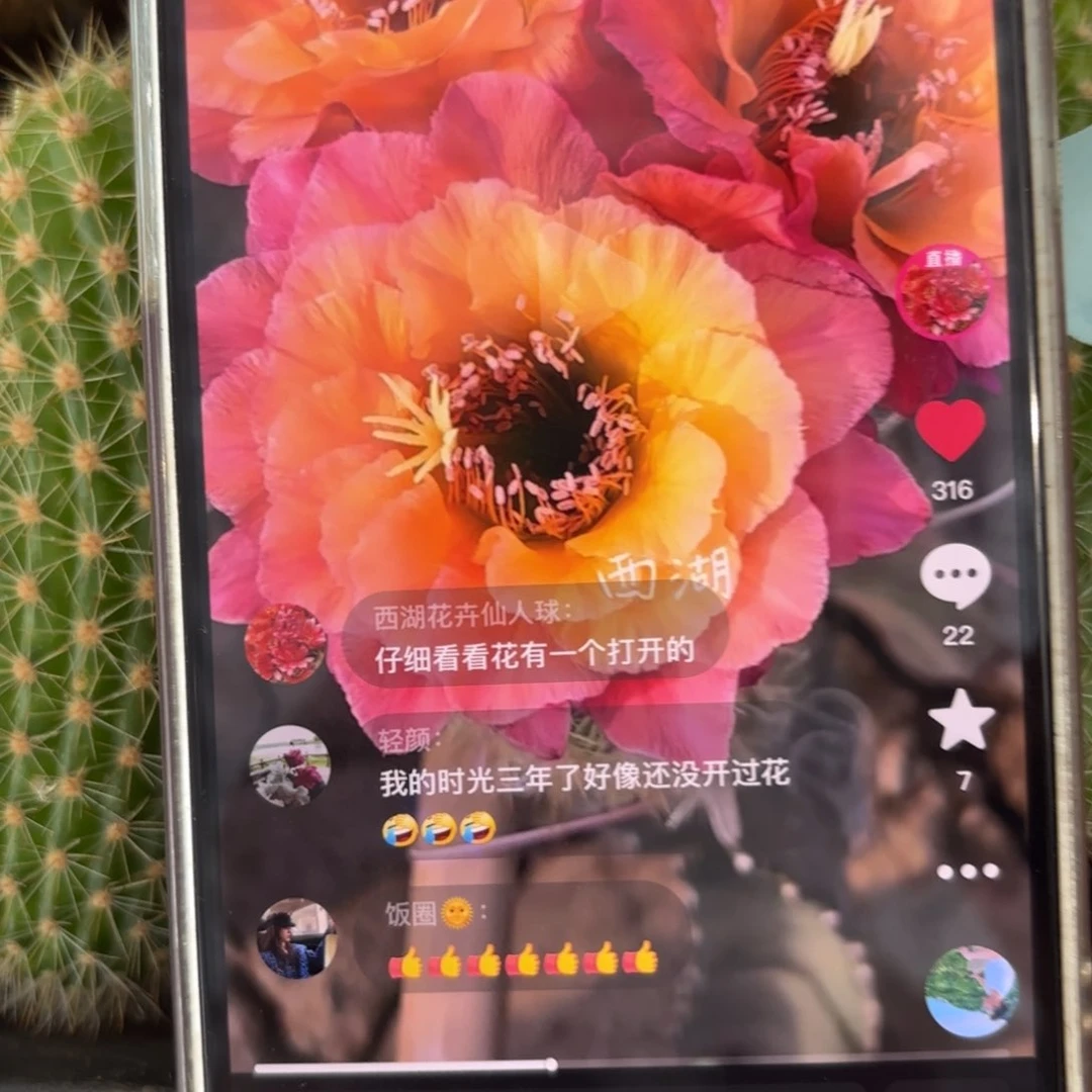 金妞时光20包邮仙人球侧牙46