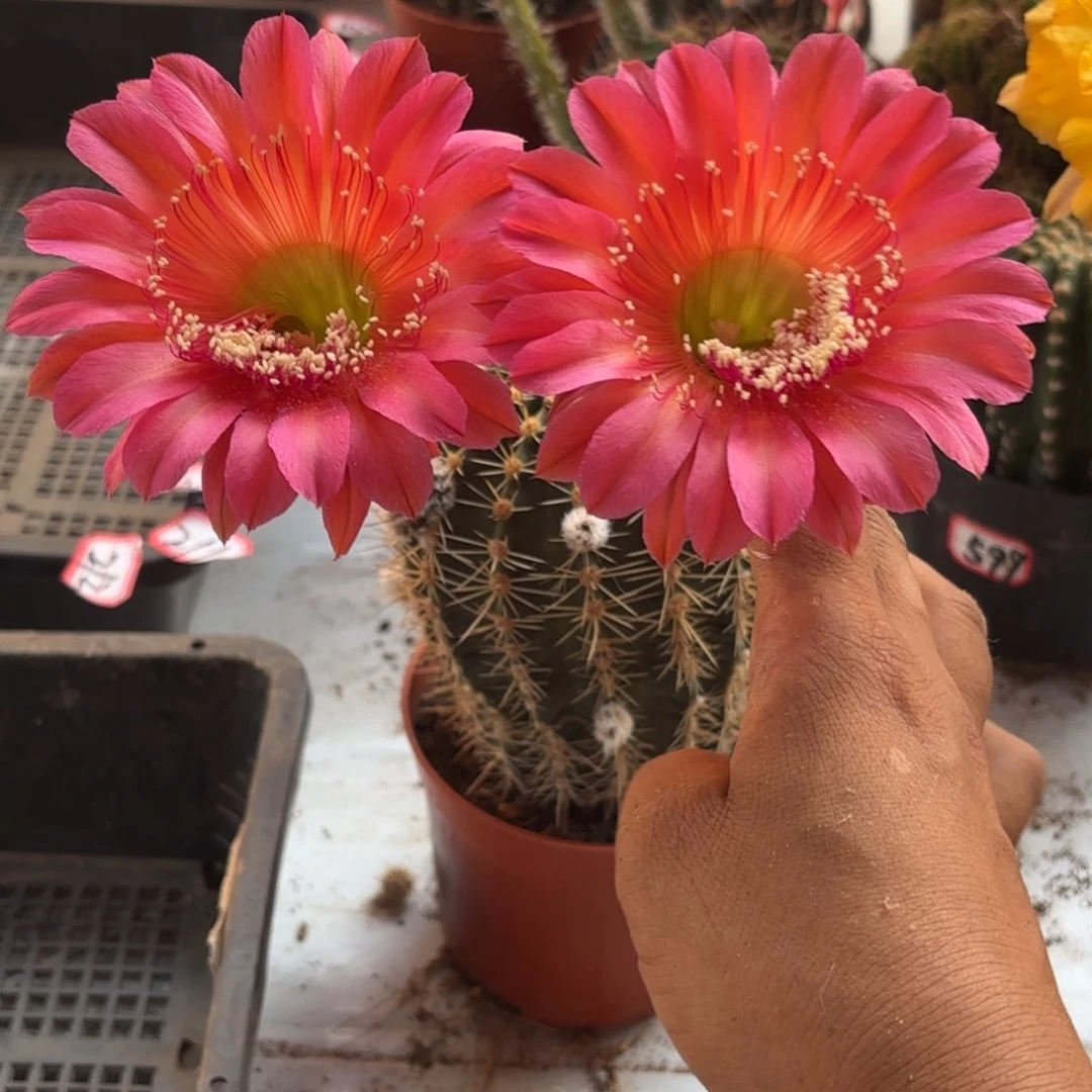 197 号摘花脱土20包邮