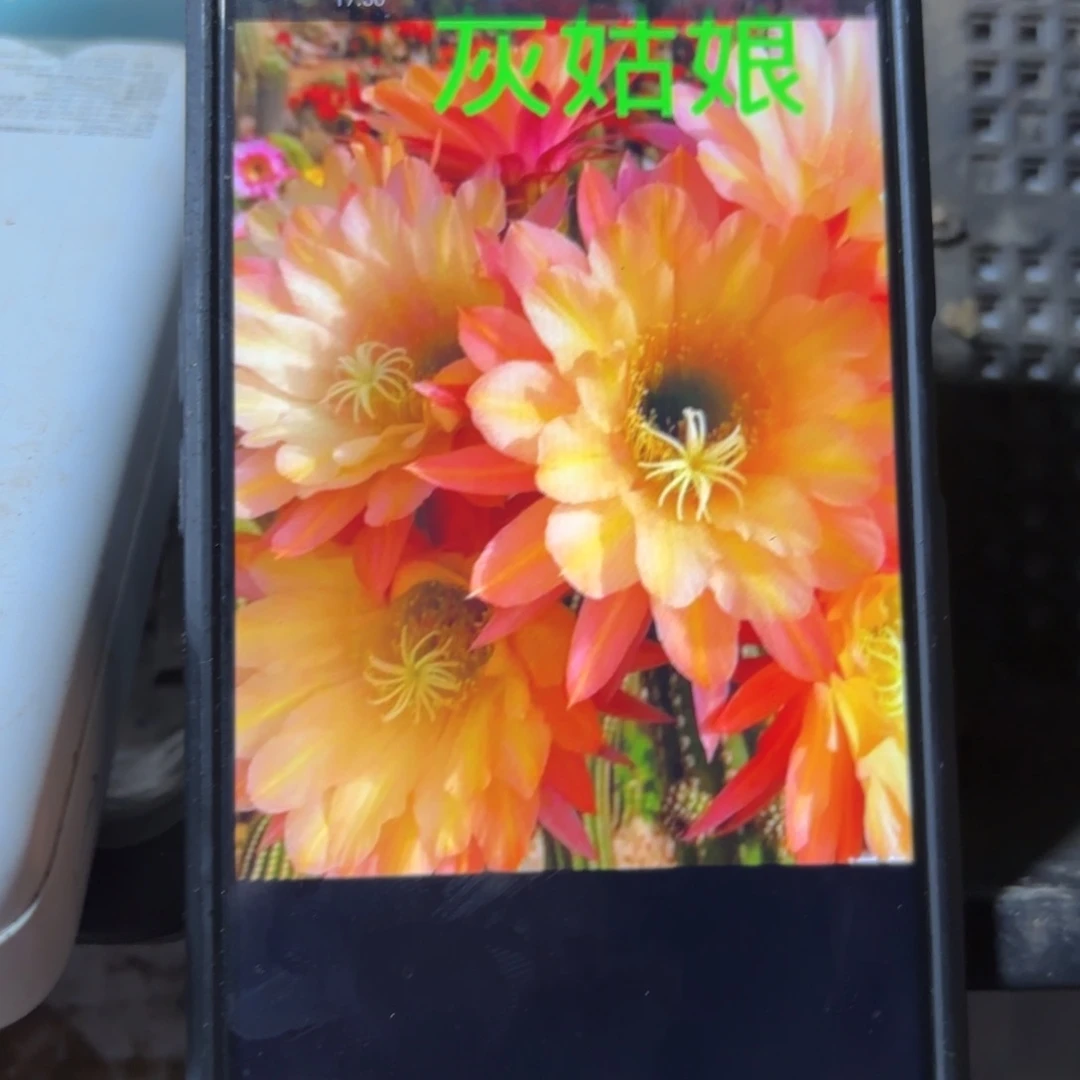 灰姑娘毛花/////20包邮仙人球0