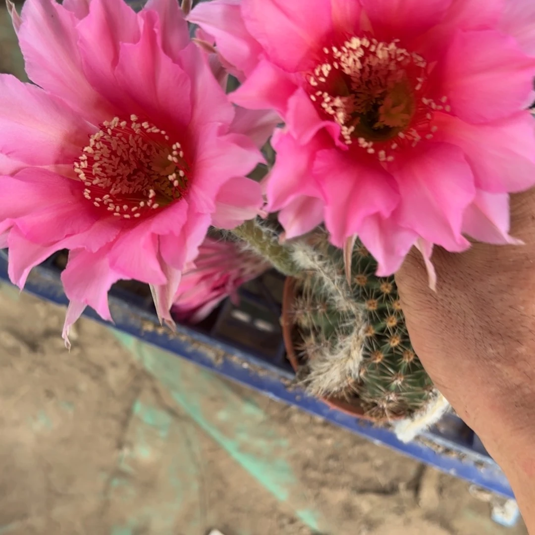 271 实生球20包邮脱花脱土