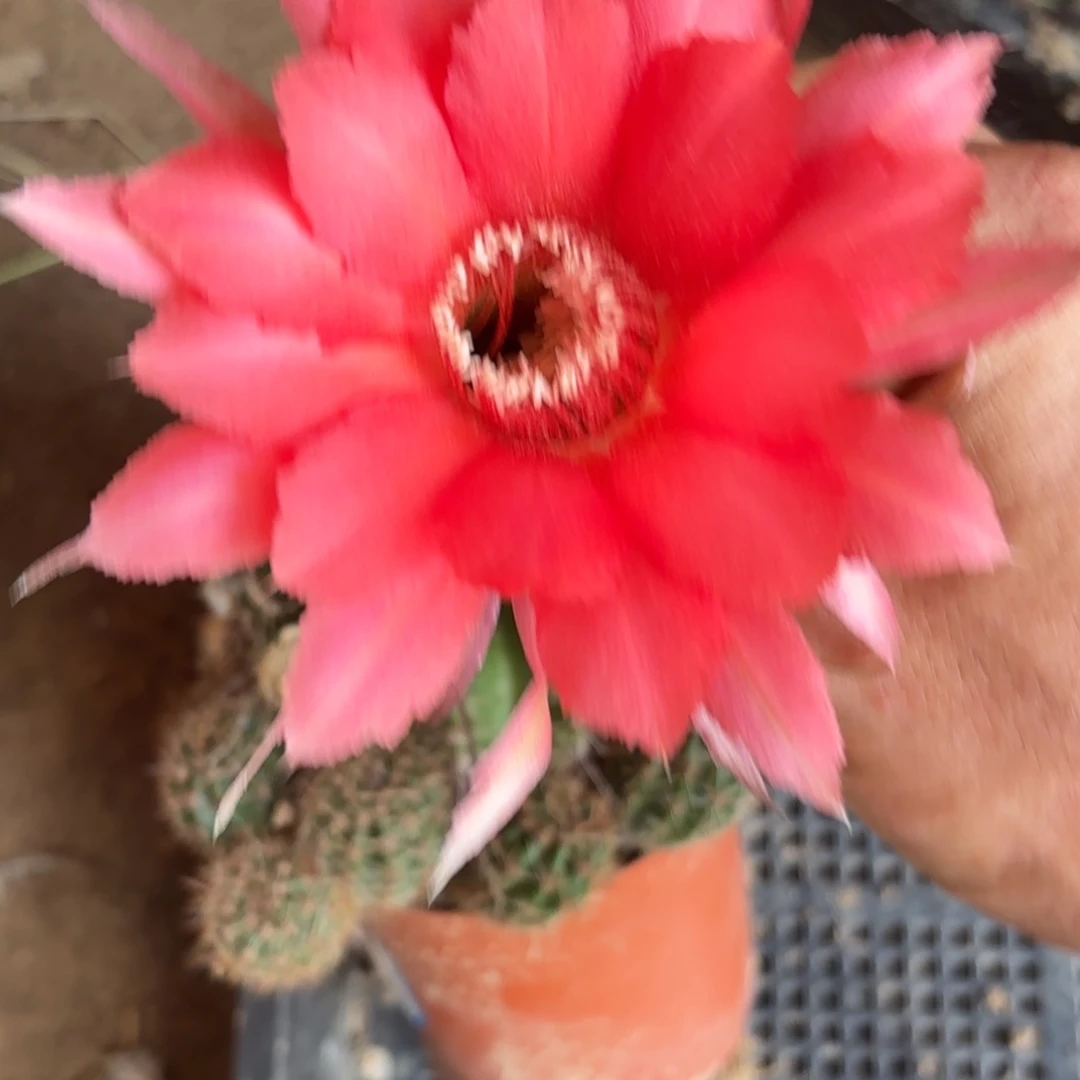 231 实生仙人球20包邮脱花脱土