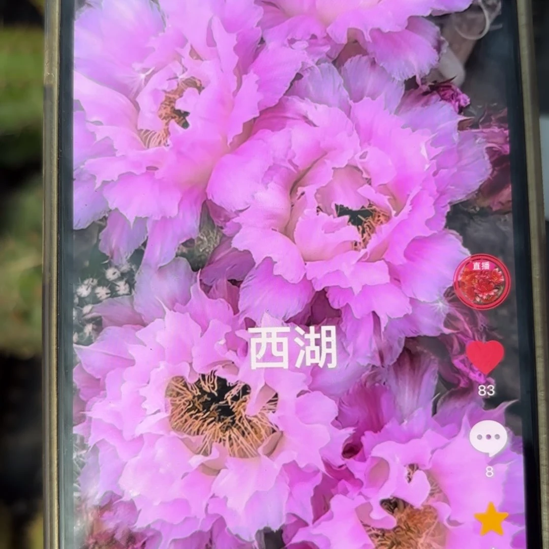 新粉洛彩小侧牙歪20包邮5公分左右32