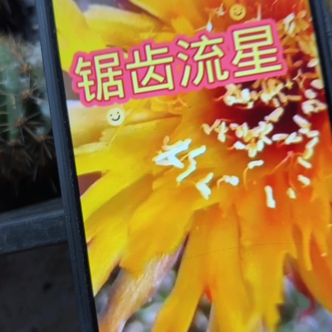 据齿流行彩/侧牙歪20包邮5公分左右仙人球27