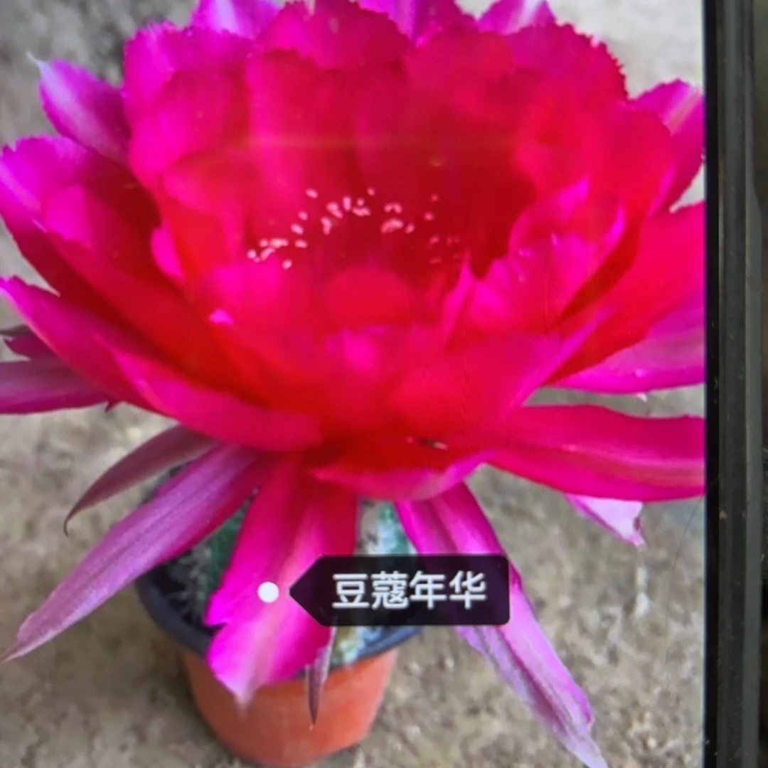 豆蔻年华彩侧牙歪20包邮5公分左右7